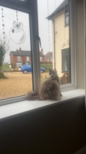 What perfectly ordinary places have you found your cat?