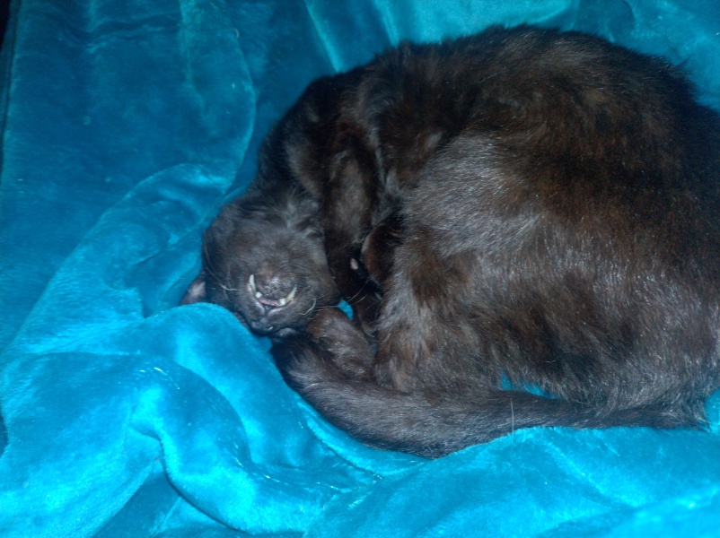 Tinsel, Glitter and Baubles - the Excellent Cats prepare to knock Everything off your Christmas Tree