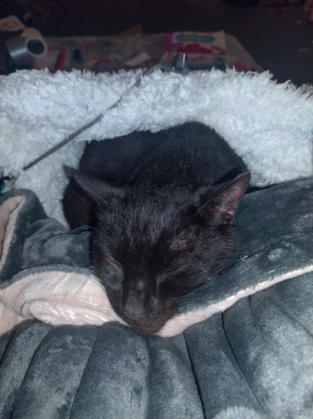 Tinsel, Glitter and Baubles - the Excellent Cats prepare to knock Everything off your Christmas Tree