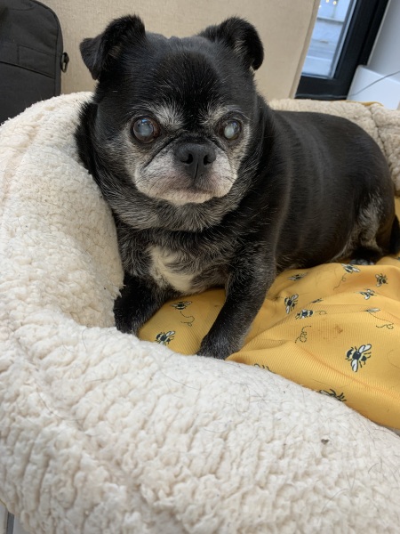 Blind and deaf dog