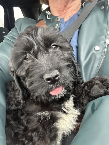 Help name this puppy please