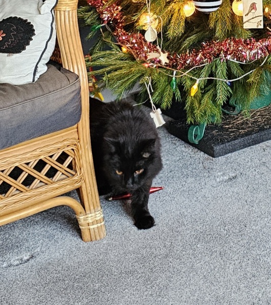 Thread 13 Starmer - facts are for lefties