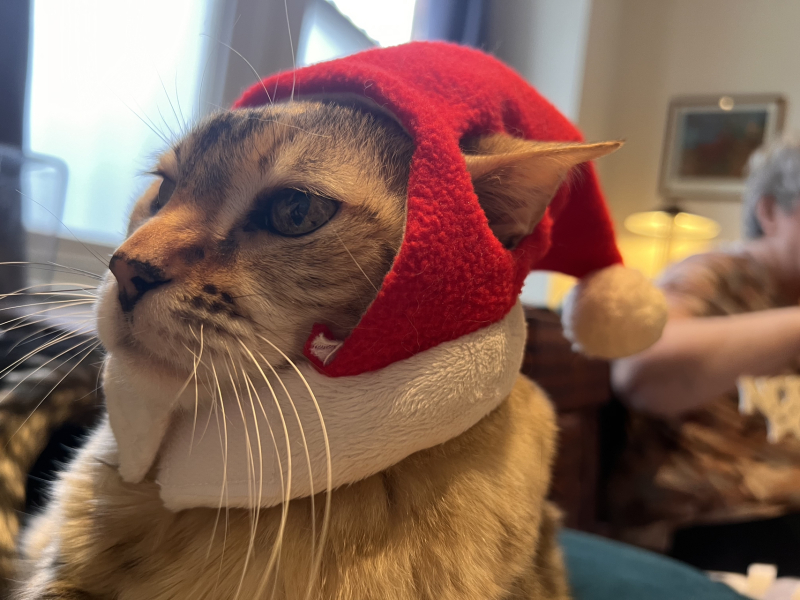 Who wants to see a cat in a hat?