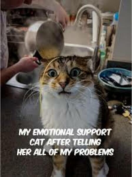 To expect my SIL to keep her aggressive cat away during Xmas?