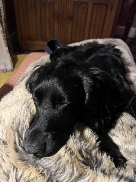 Adolescent Dog Survival Thread - Bark the Herald, furry angels sing!