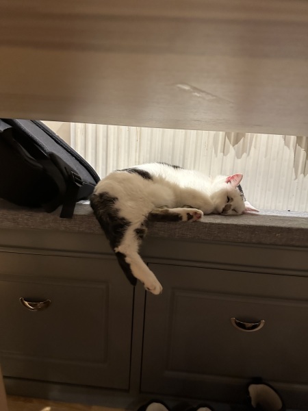 Am In Loco Parentis of daughter’s cat until July