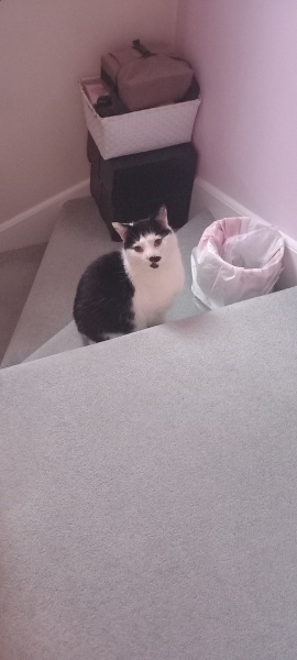 Tinsel, Glitter and Baubles - the Excellent Cats prepare to knock Everything off your Christmas Tree