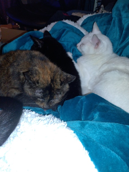 Tinsel, Glitter and Baubles - the Excellent Cats prepare to knock Everything off your Christmas Tree