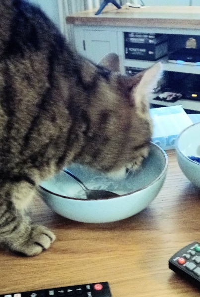 Tinsel, Glitter and Baubles - the Excellent Cats prepare to knock Everything off your Christmas Tree