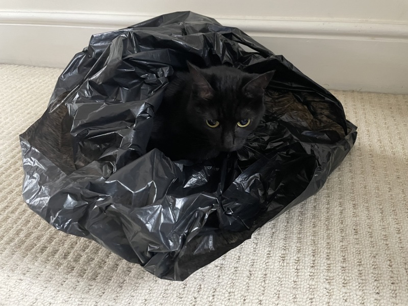 Thread 13 Starmer - facts are for lefties