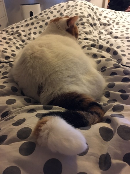 Tinsel, Glitter and Baubles - the Excellent Cats prepare to knock Everything off your Christmas Tree