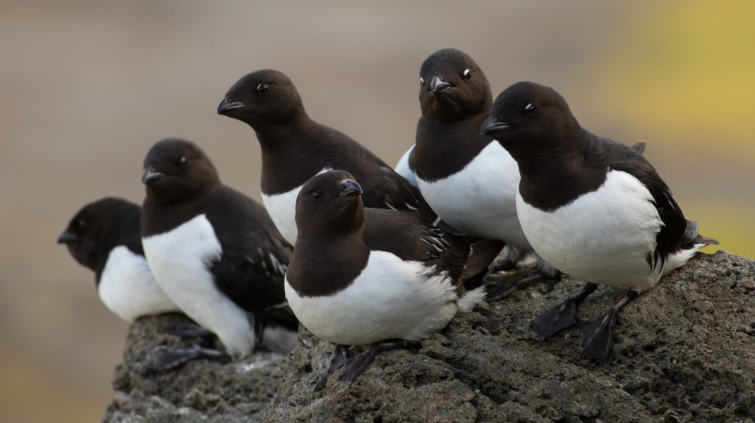 The Bluestocking - the one with the Christmas stocking