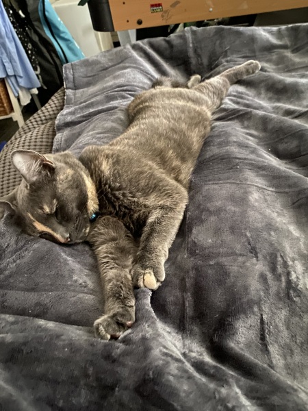 Tinsel, Glitter and Baubles - the Excellent Cats prepare to knock Everything off your Christmas Tree