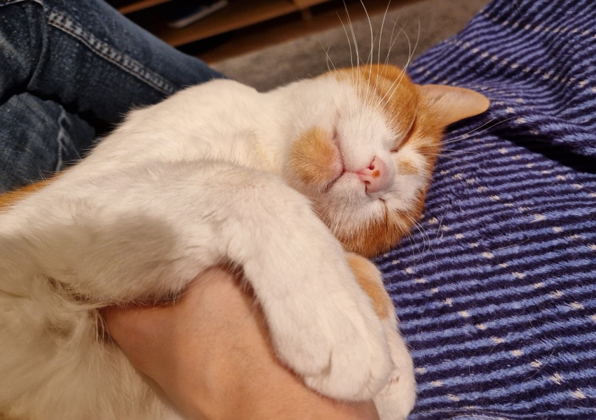 Tinsel, Glitter and Baubles - the Excellent Cats prepare to knock Everything off your Christmas Tree