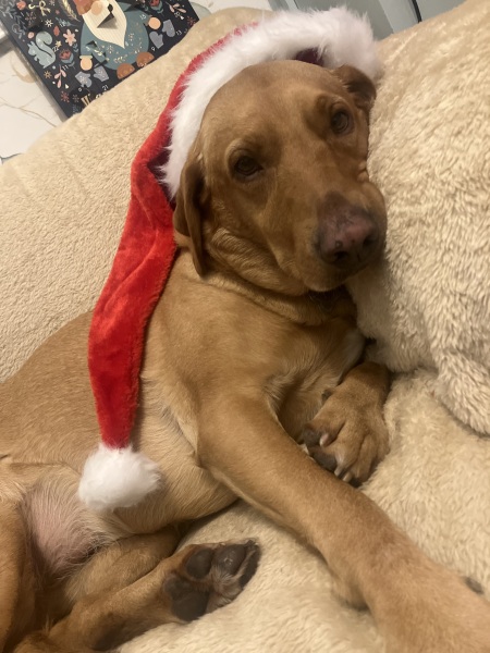 Christmas dog of the month: Share your festive dog photos & win a £100 prize bundle!