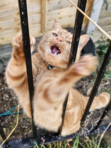 Tinsel, Glitter and Baubles - the Excellent Cats prepare to knock Everything off your Christmas Tree