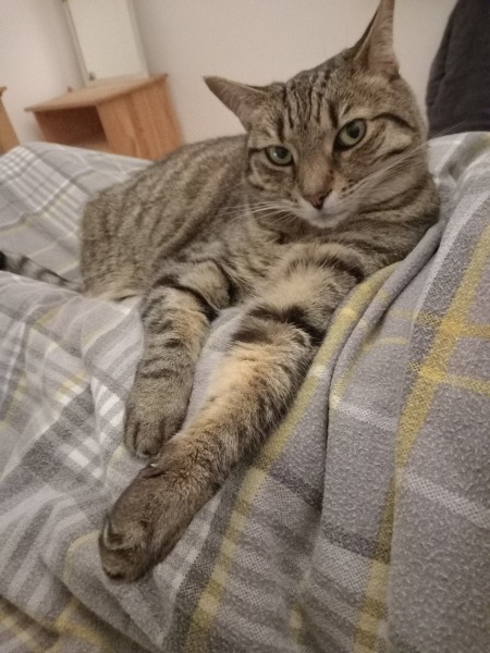 Non UPF for Cats - Looking for Advice & Suggestions Please