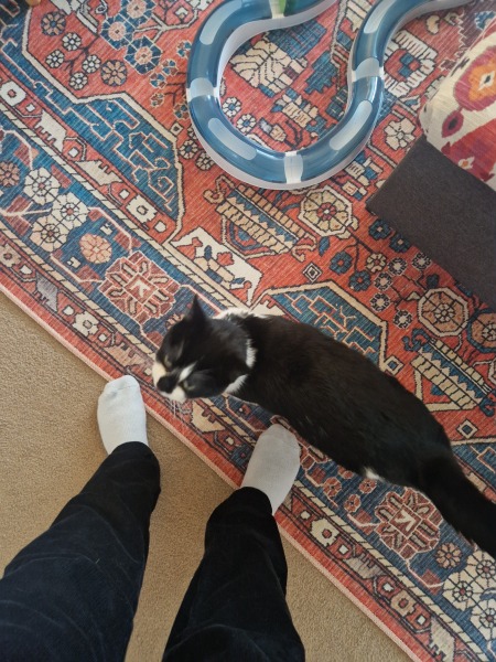 Cat just ate string (should I be worried?)