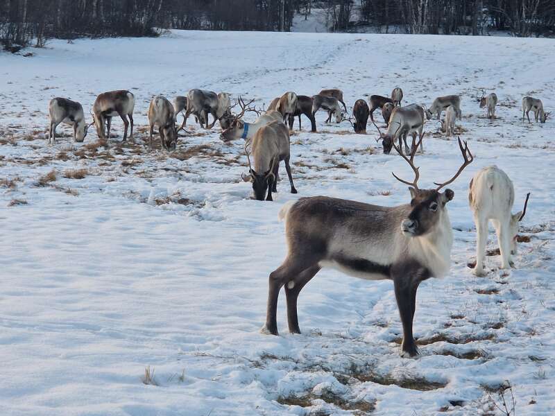 The Nigel Slater Christmas Chronicles Readalong 2024 Part 2