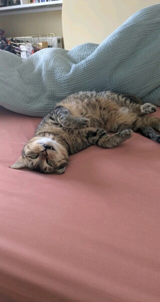 Keeping cat in living room overnight