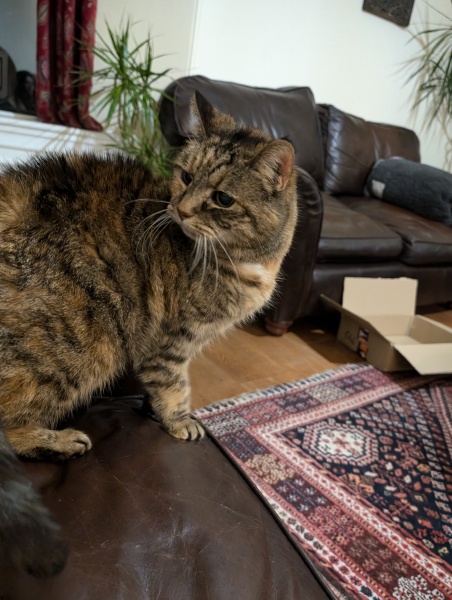 Tinsel, Glitter and Baubles - the Excellent Cats prepare to knock Everything off your Christmas Tree