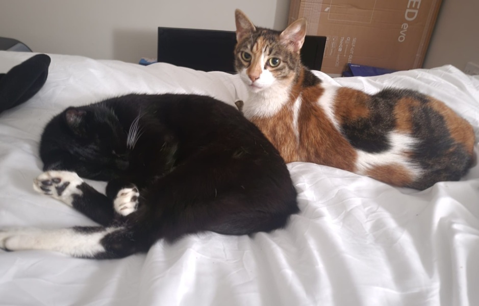 Tinsel, Glitter and Baubles - the Excellent Cats prepare to knock Everything off your Christmas Tree