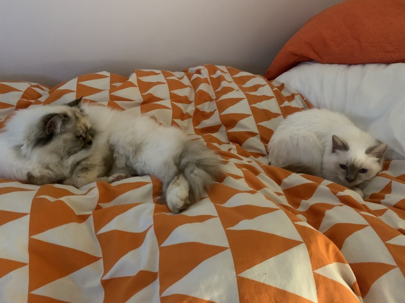 New kitten after losing one - looking for reassurance