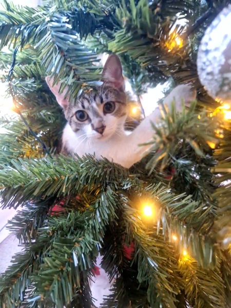 Tinsel, Glitter and Baubles - the Excellent Cats prepare to knock Everything off your Christmas Tree