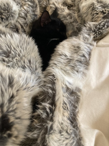 Tinsel, Glitter and Baubles - the Excellent Cats prepare to knock Everything off your Christmas Tree