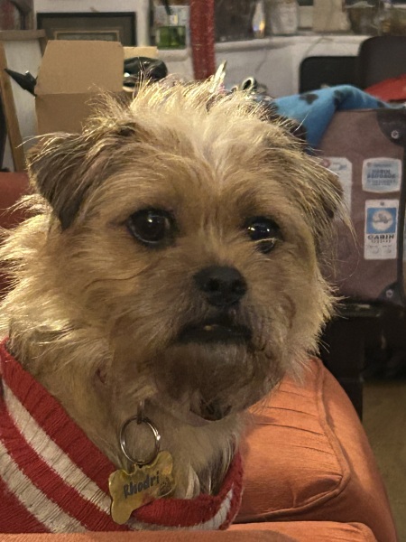 Christmas dog of the month: Share your festive dog photos & win a £100 prize bundle!
