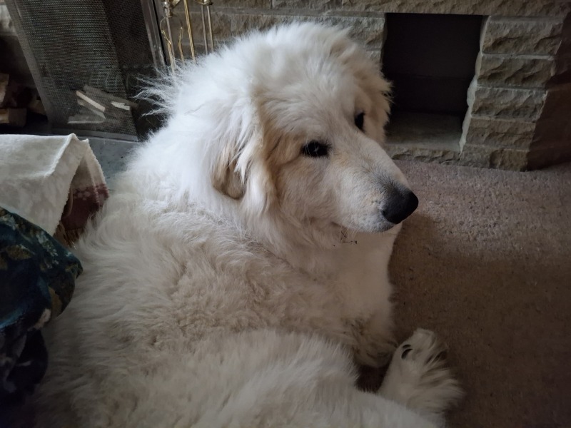 Adolescent Dog Survival Thread - Bark the Herald, furry angels sing!