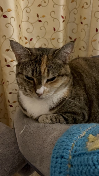 Tinsel, Glitter and Baubles - the Excellent Cats prepare to knock Everything off your Christmas Tree