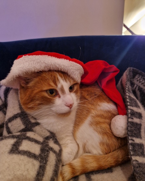 Tinsel, Glitter and Baubles - the Excellent Cats prepare to knock Everything off your Christmas Tree