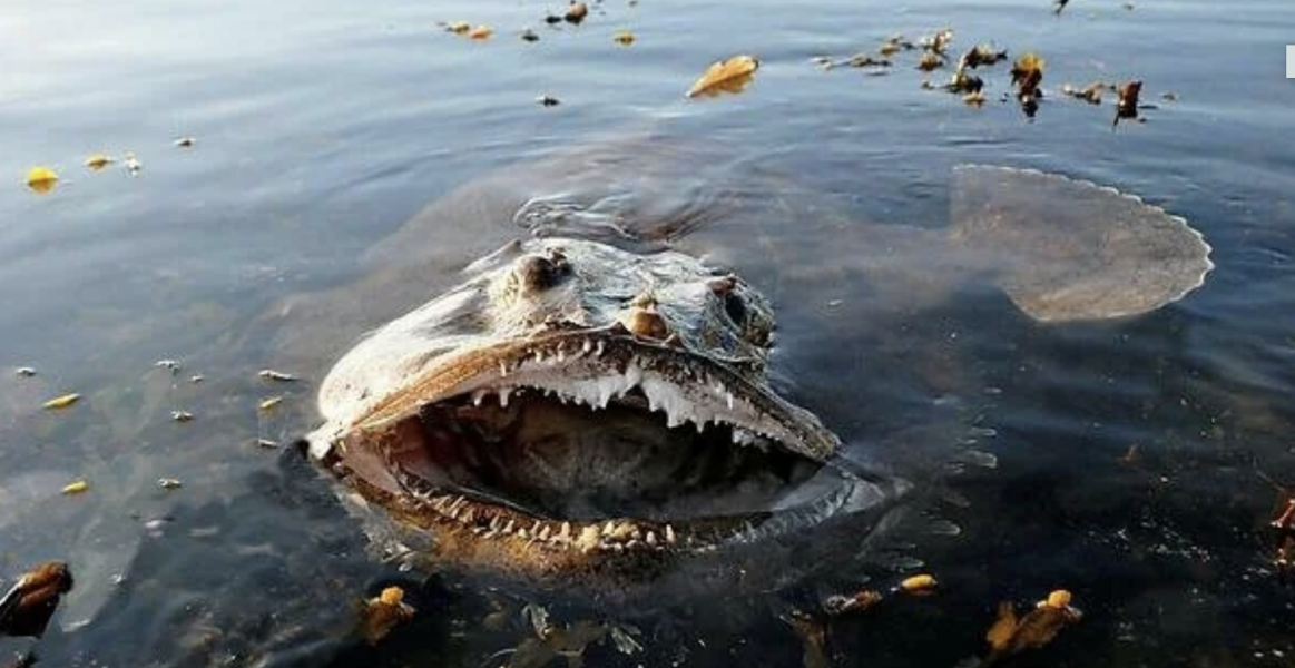 I just saw what an actual monkfish looks like…