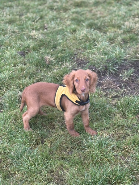 Puppy Survival Thread for New and Old Pups - here comes winter 2024