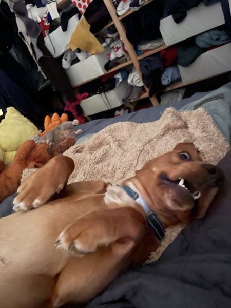 Puppy Survival Thread for New and Old Pups - here comes winter 2024