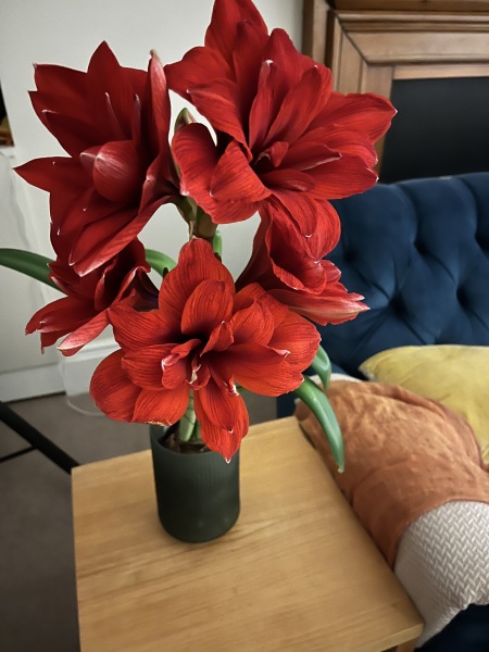 Amaryllis