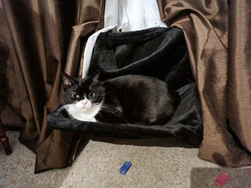 Ring Out, Wild Bells! As 2025 approaches, the Excellent Cats raise their game with a discussion on Tennyson's poetry