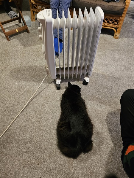 Tinsel, Glitter and Baubles - the Excellent Cats prepare to knock Everything off your Christmas Tree