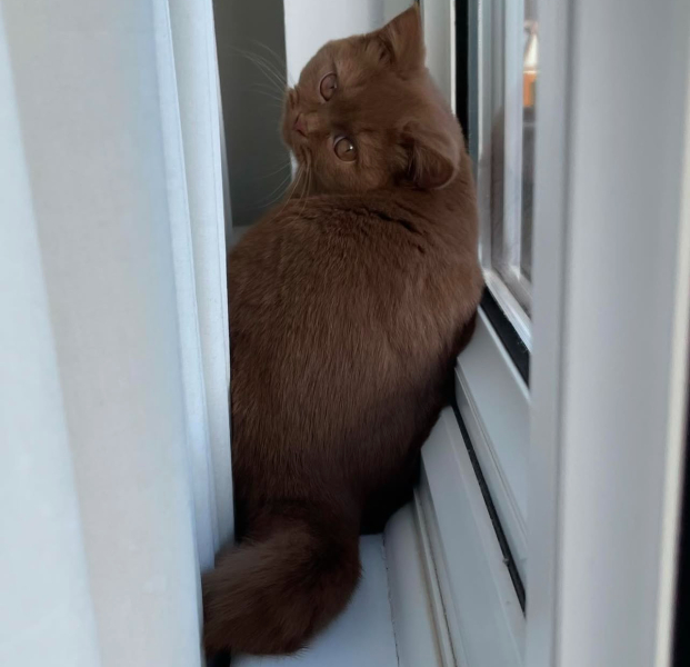 Tinsel, Glitter and Baubles - the Excellent Cats prepare to knock Everything off your Christmas Tree