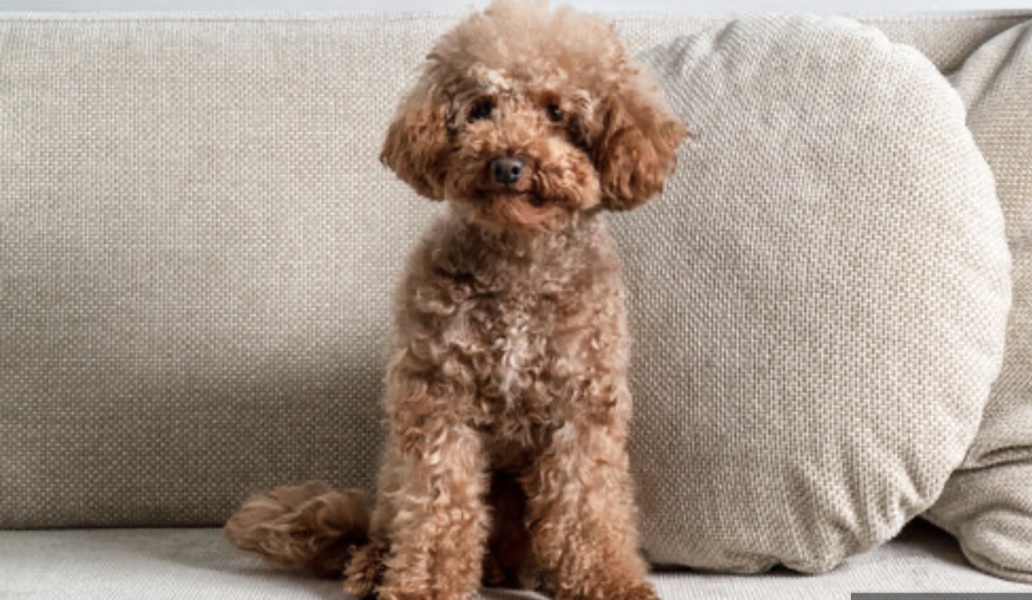 Best breed of dog for first time owner