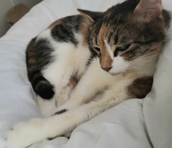 Tinsel, Glitter and Baubles - the Excellent Cats prepare to knock Everything off your Christmas Tree