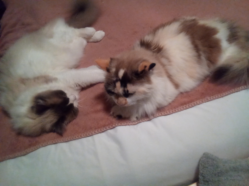 Tinsel, Glitter and Baubles - the Excellent Cats prepare to knock Everything off your Christmas Tree