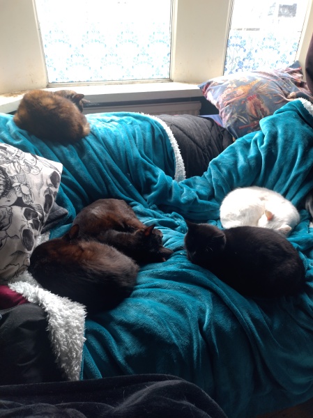 Tinsel, Glitter and Baubles - the Excellent Cats prepare to knock Everything off your Christmas Tree