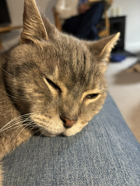 My dad moved the cat off my knee!!