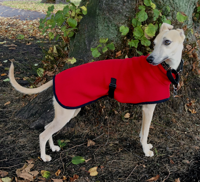 AIBU to wonder why so many dogs wear coats these days?