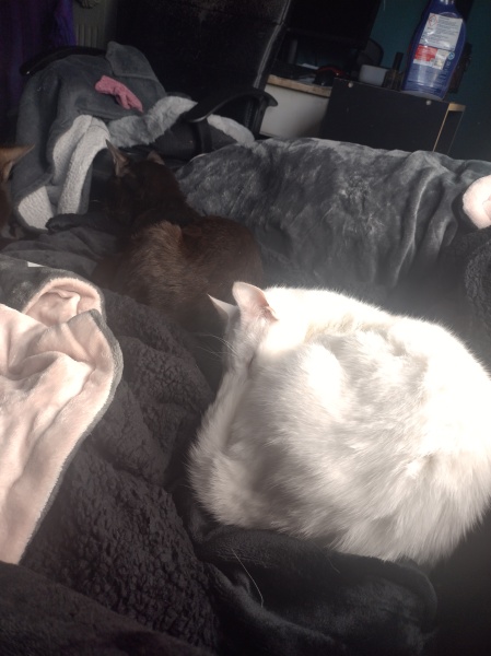 Tinsel, Glitter and Baubles - the Excellent Cats prepare to knock Everything off your Christmas Tree