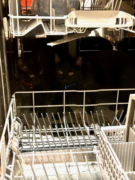 What perfectly ordinary places have you found your cat?