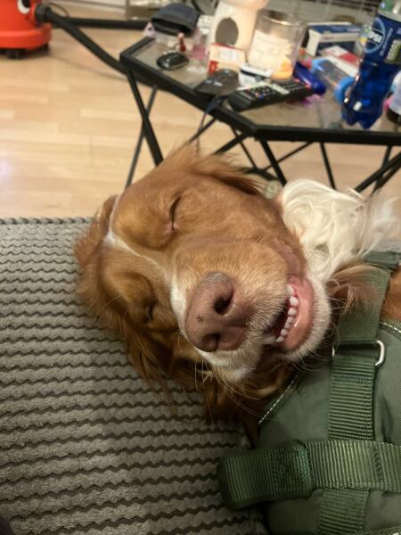 Adolescent Dog Survival Thread - Bark the Herald, furry angels sing!
