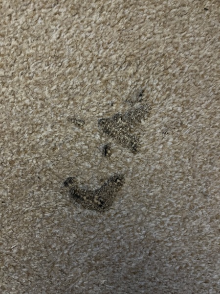 Help!! I’ve burnt the carpet in the living room!